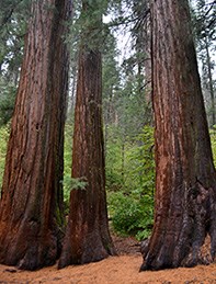 Three giant sequoias in the Merced Grove