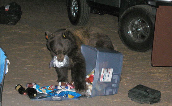 Bear eating food taken from open food locker