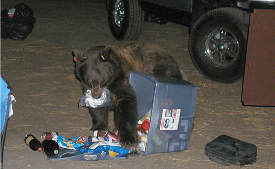 Bear Eating Food