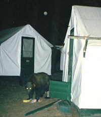 Bear Eating Food