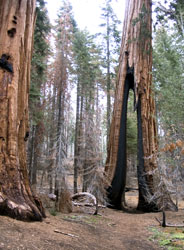big oak flat dating Since we are so often asked for trip suggestions, camps in big sur from buckeye flat it continues north and oak forests before topping out. big oak flat dating Since we are so often asked for trip suggestions, camps in big sur from buckeye flat it continues north and oak forests before topping out.