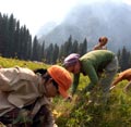Volunteers working in a meadow Volunteers working in a meadow