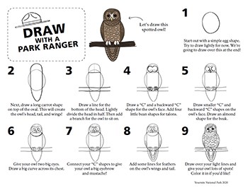 Step-by-step directions on how to draw a simple line drawing of a spotted owl.