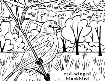 Coloring page with red-winged blackbird and Yosemite Falls