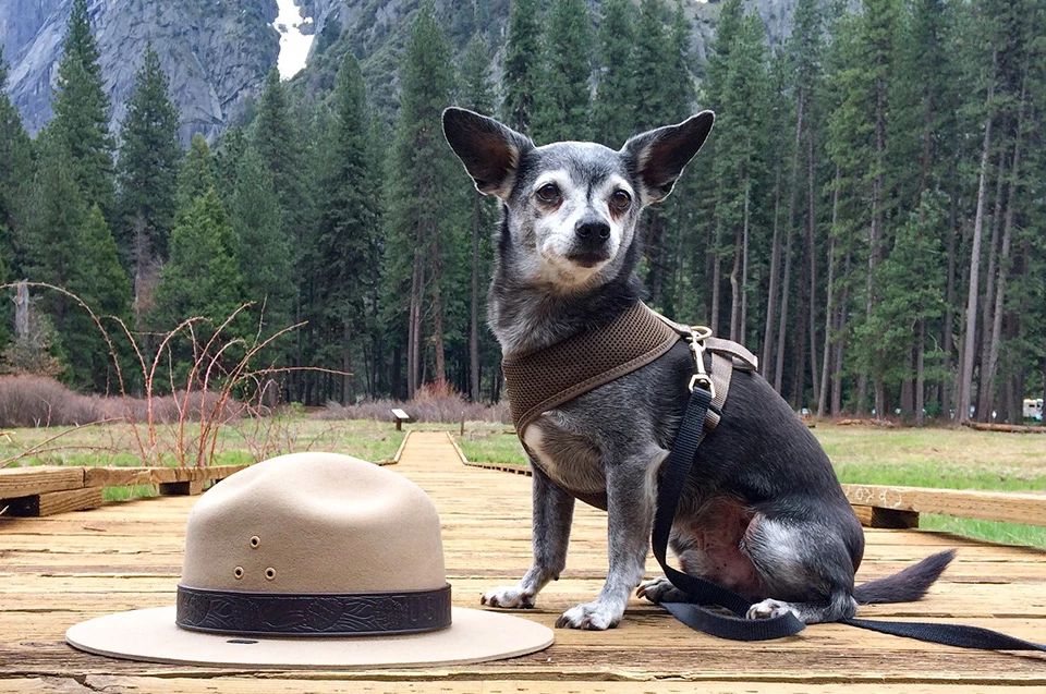 Small dog with harness and leash next to a felt ranger hat Small dog with harness and leash next to a felt ranger hat