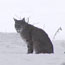 Bobcat in winter