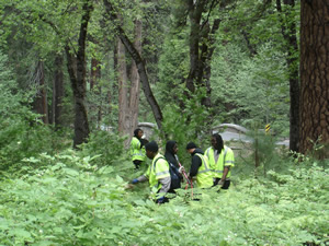 Conifer Removal Project