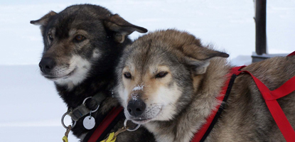 Image of dos in harness at Slaven's Roadhouse along Yukon Quest trail.