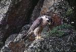 Peregrine Falcon