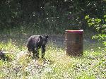 Black Bear at Coal Creek Camp