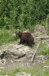 Cinnamon colored black bear