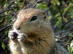 Arctic Ground Squirrel