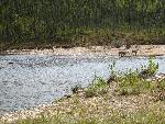Caribou on the Charley River