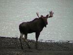 Moose at Slaven's Roadhouse