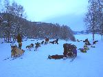 Dog teams rest along Yukon Quest trail