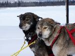 Dogs in harness in Yukon Quest Race