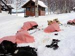 Dogs rest at Slaven's Roadhouse