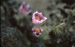 Wild Crocus