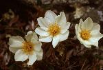 Mountain Avens
