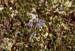Borage Forget Me Not
