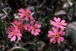 Birds-Eye Primrose