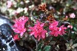 Mountain Rhododendron