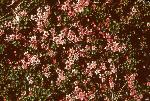 Alpine Azalea