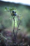 Blueberries