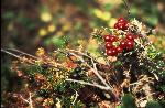 Lowbush Cranberries