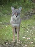 Coyote at Slaven's Roadhouse
