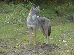 Coyote