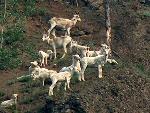 Dall Sheep on the Charley River