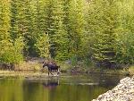 Lone Moose at Coal Creek Camp