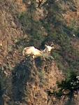 Lone sheep on cliff face