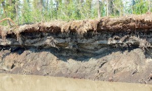 Permafrost exposed in a cutbank on the Yukon River
