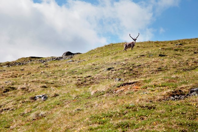 A bull caribou on a ridgeline