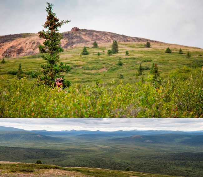 Diptych photograph of a hiker looking over and through thick brush and looking out over a broad mountain valley below
