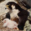 Peregrine Webcam