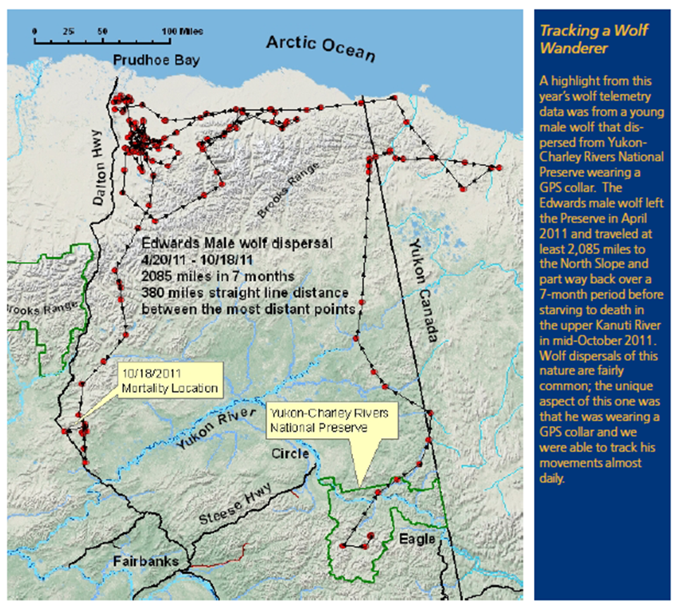 A Yukon-Charley wolf's 2,085 mile dispersal in 2011