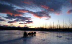 Sled & dogs on the Tatonduk River
