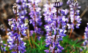 Wild lupine in full bloom