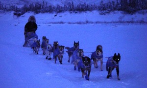 The dogteam's eyes glow as a musher pulls into Slaven's Roadhouse