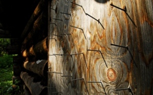Bear shutters on the old Kandik cabin
