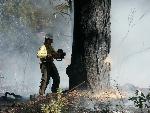 Cutting Tree