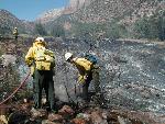 Parus Adios Wildfire