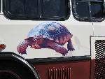 Shuttle Bus Graphics and Displays