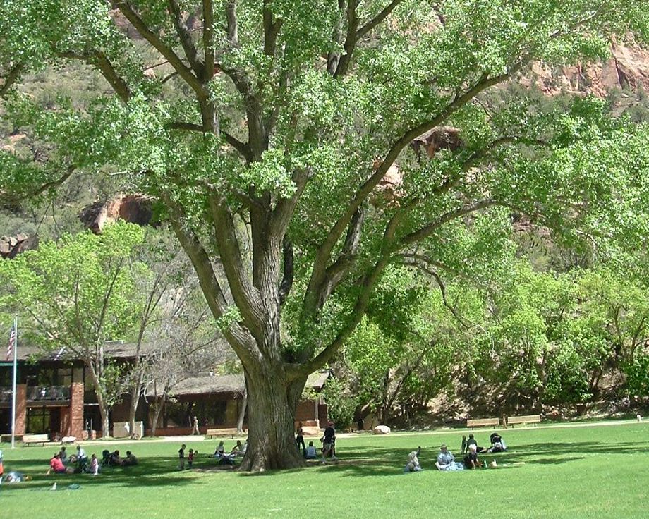 zion learn management lawsandpolicies zion learn management lawsandpolicies