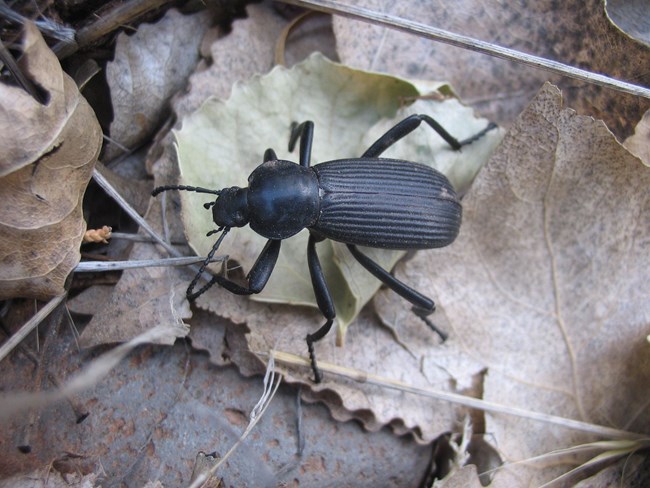 Large black beetle crawling over dead leaves on ground