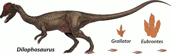 Dilophosaurus with Grallator and Eubrontes tracks for scale