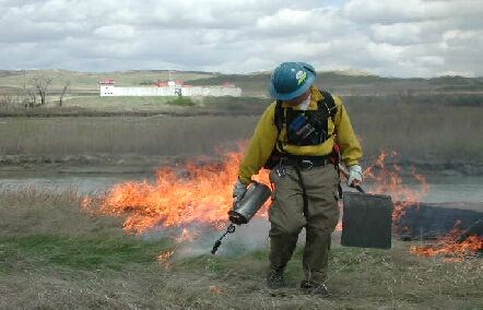 A fire crew member walk in grass with a drip torch, setting fire to the field.